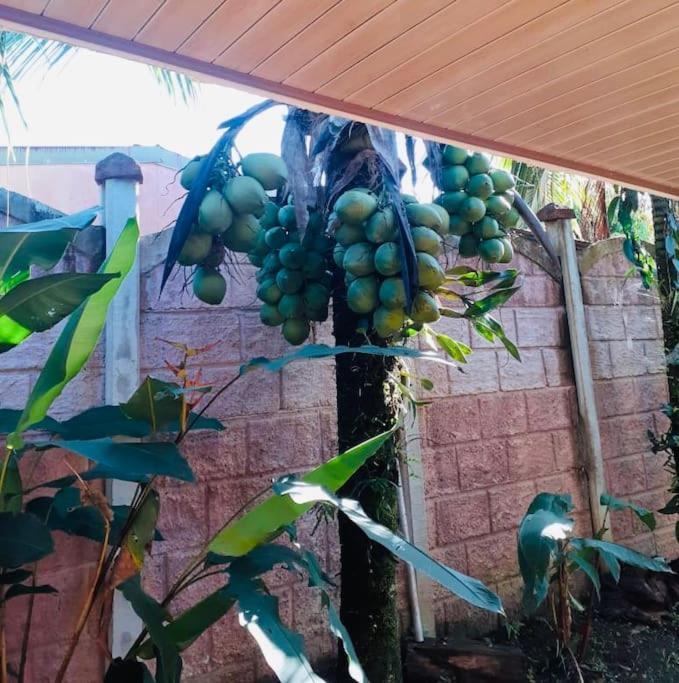 Savegre Tropical Bee Garden Holiday Houses מראה חיצוני תמונה